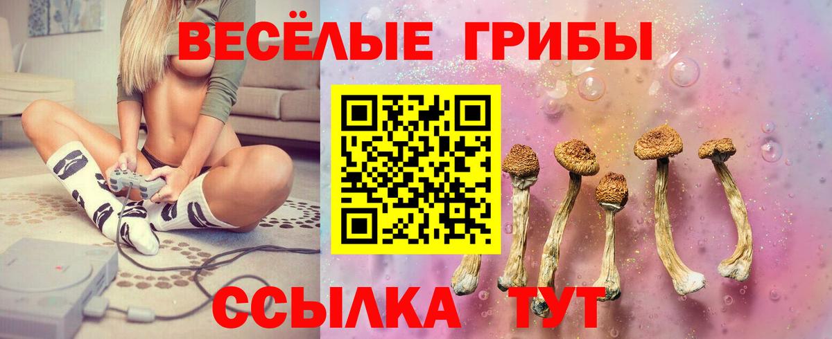 Псилоцибиновые грибы Psilocybine cubensis Гулькевичи